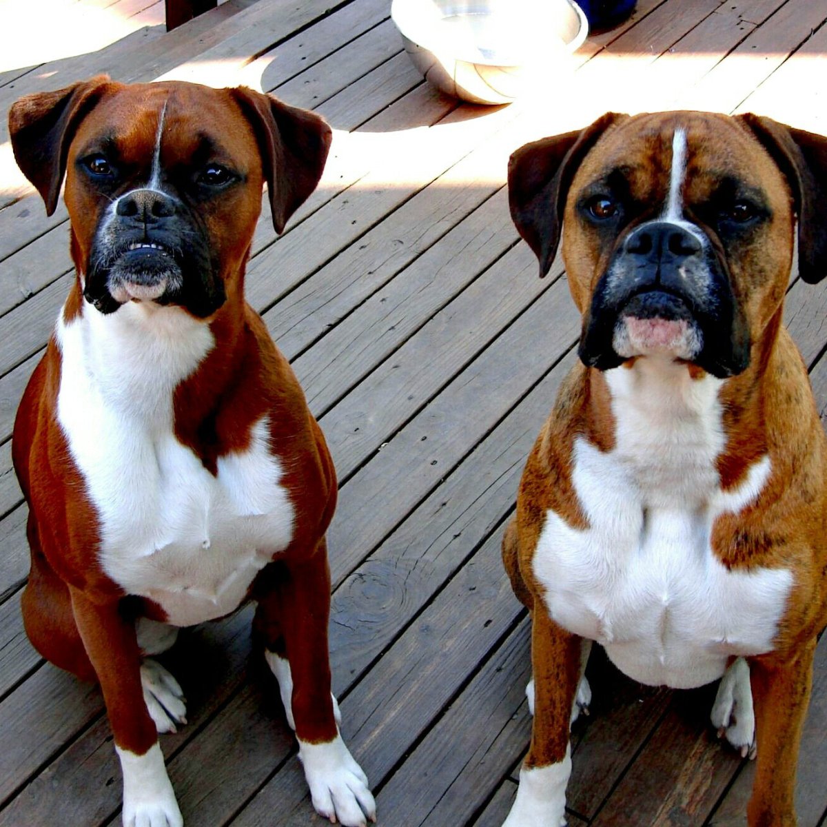 Чистокровный боксер