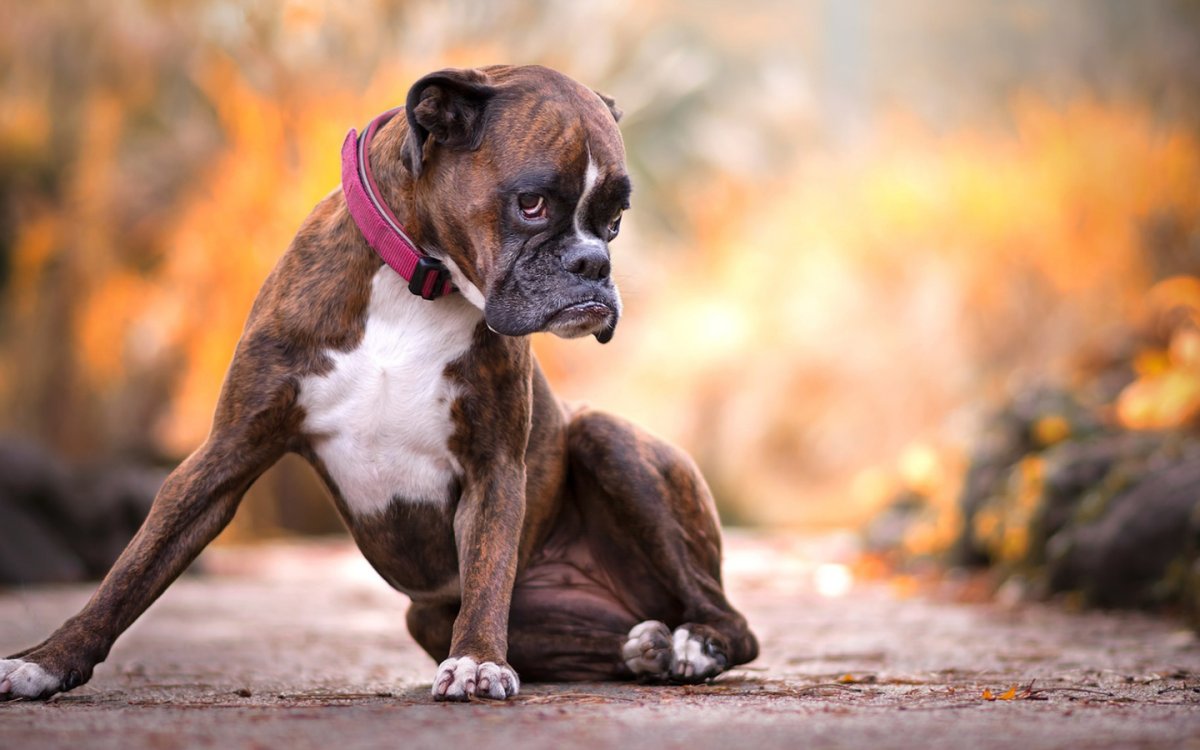 Брабантские булленбейсеры