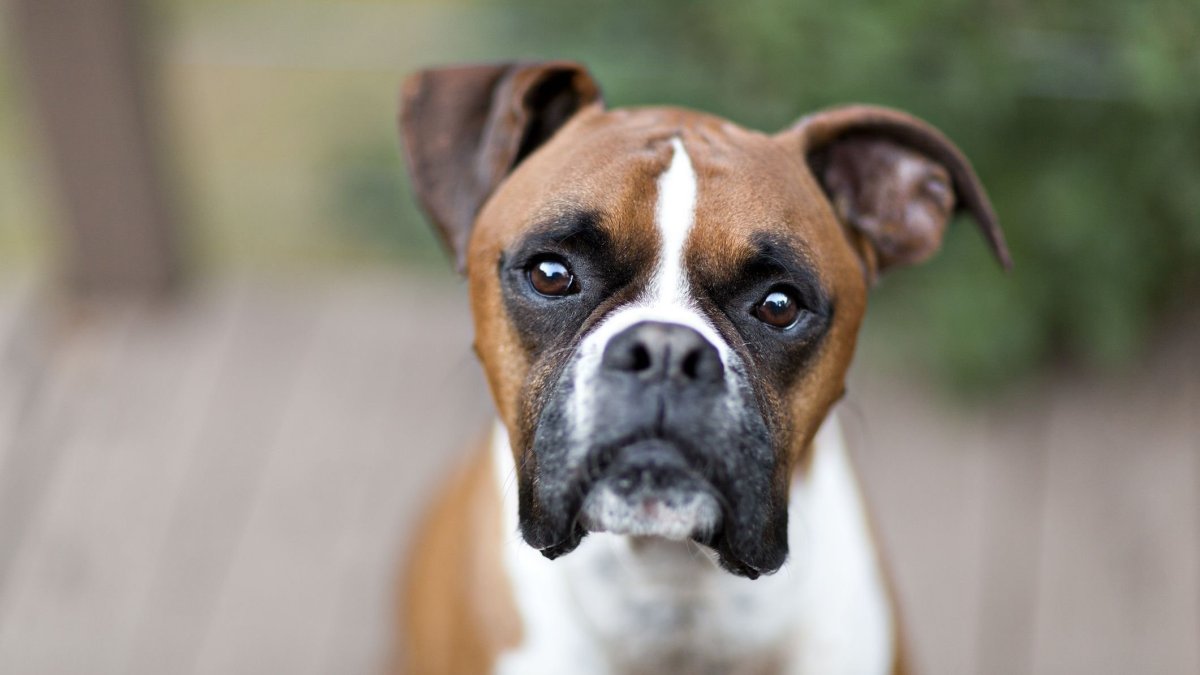 Собака боксер с цветами