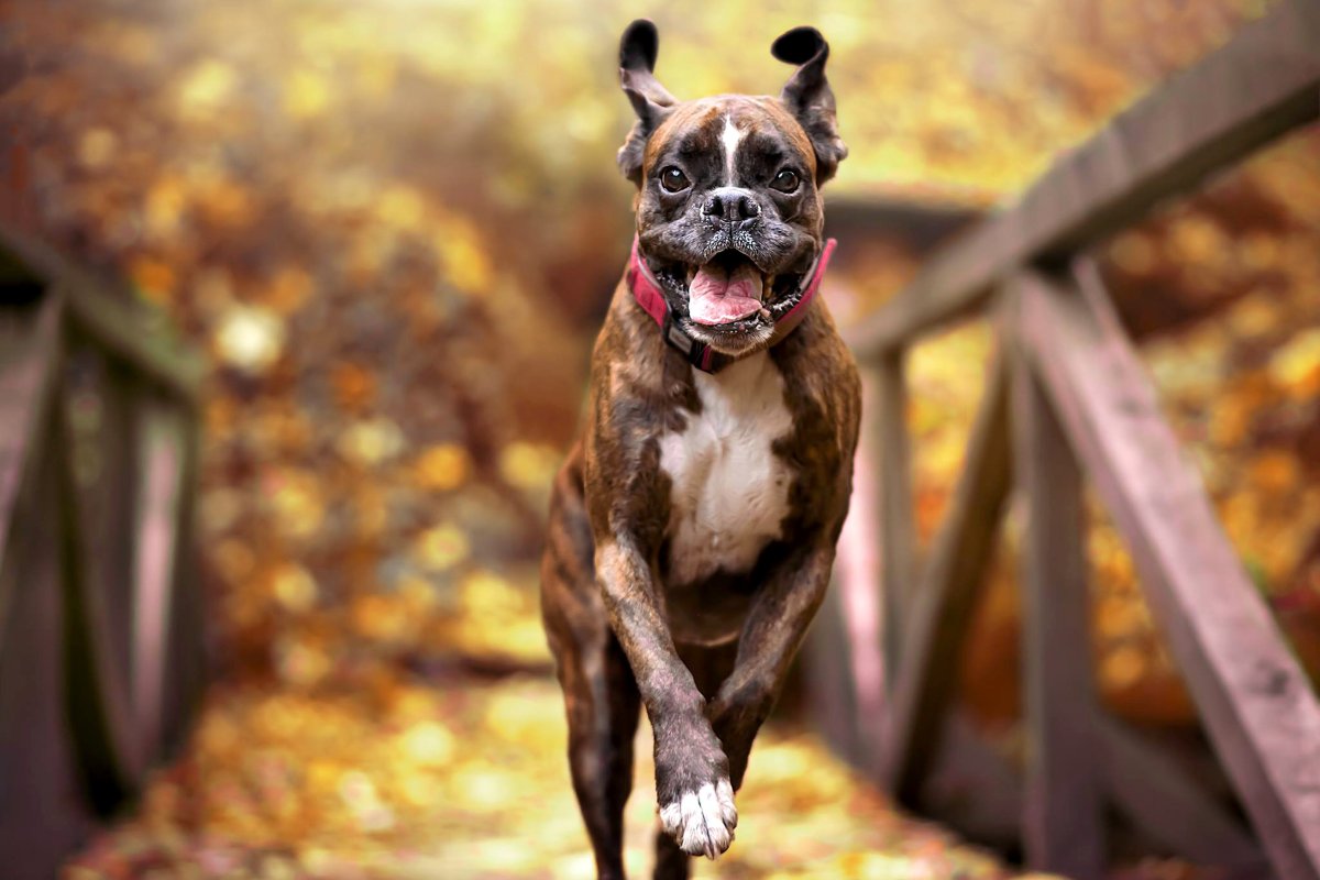 Порода итальянский боксер