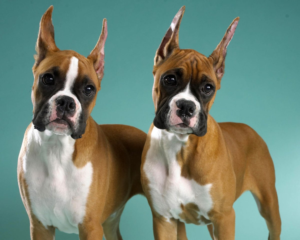 Животные боксеры