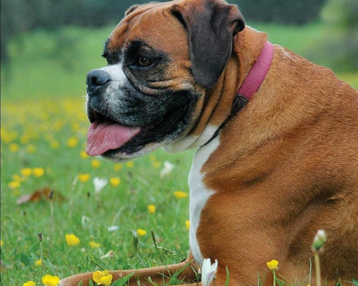 Боксёр порода собак