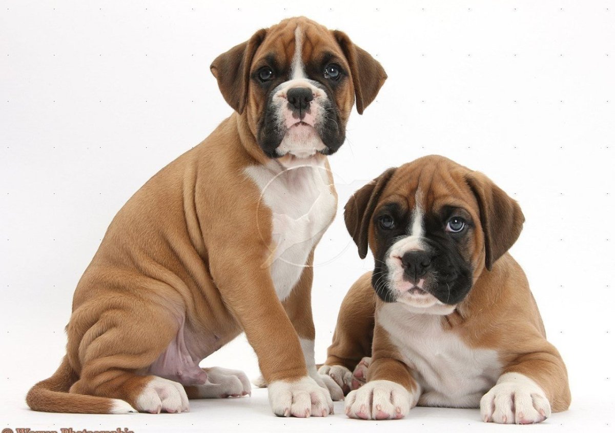 Американский боксер собака