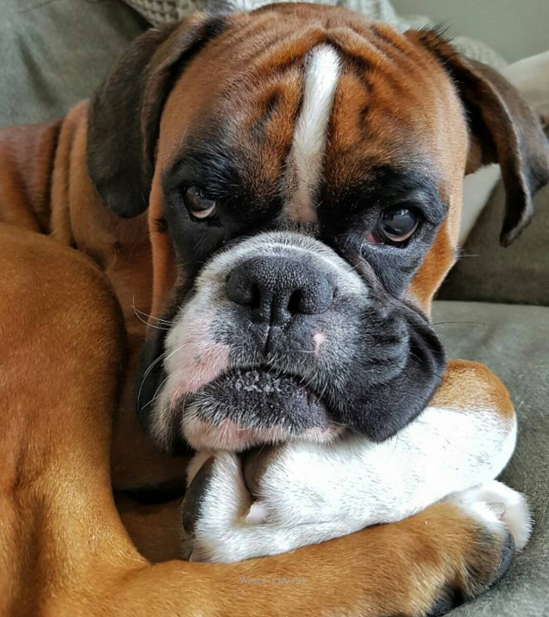 Армянский боксер собака