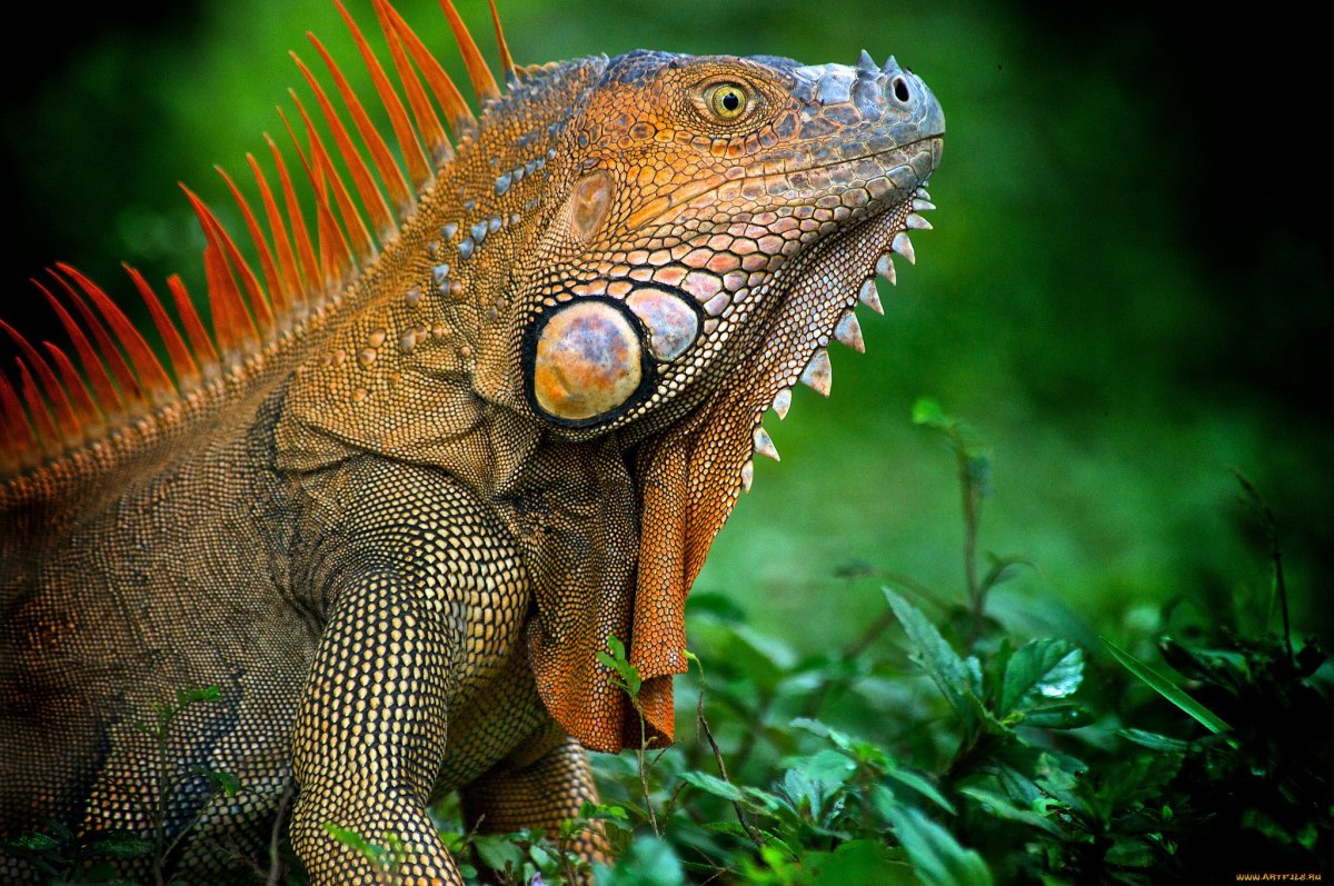 Игуана с гребнем