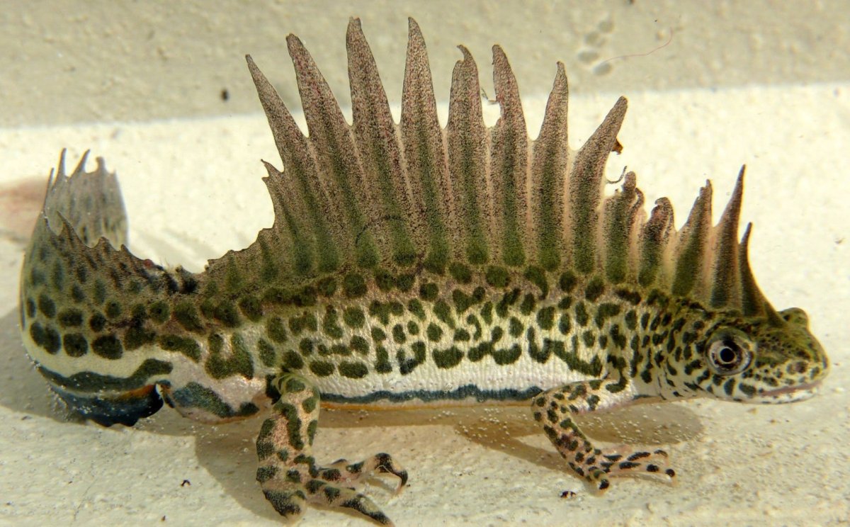 Малоазиатский Тритон