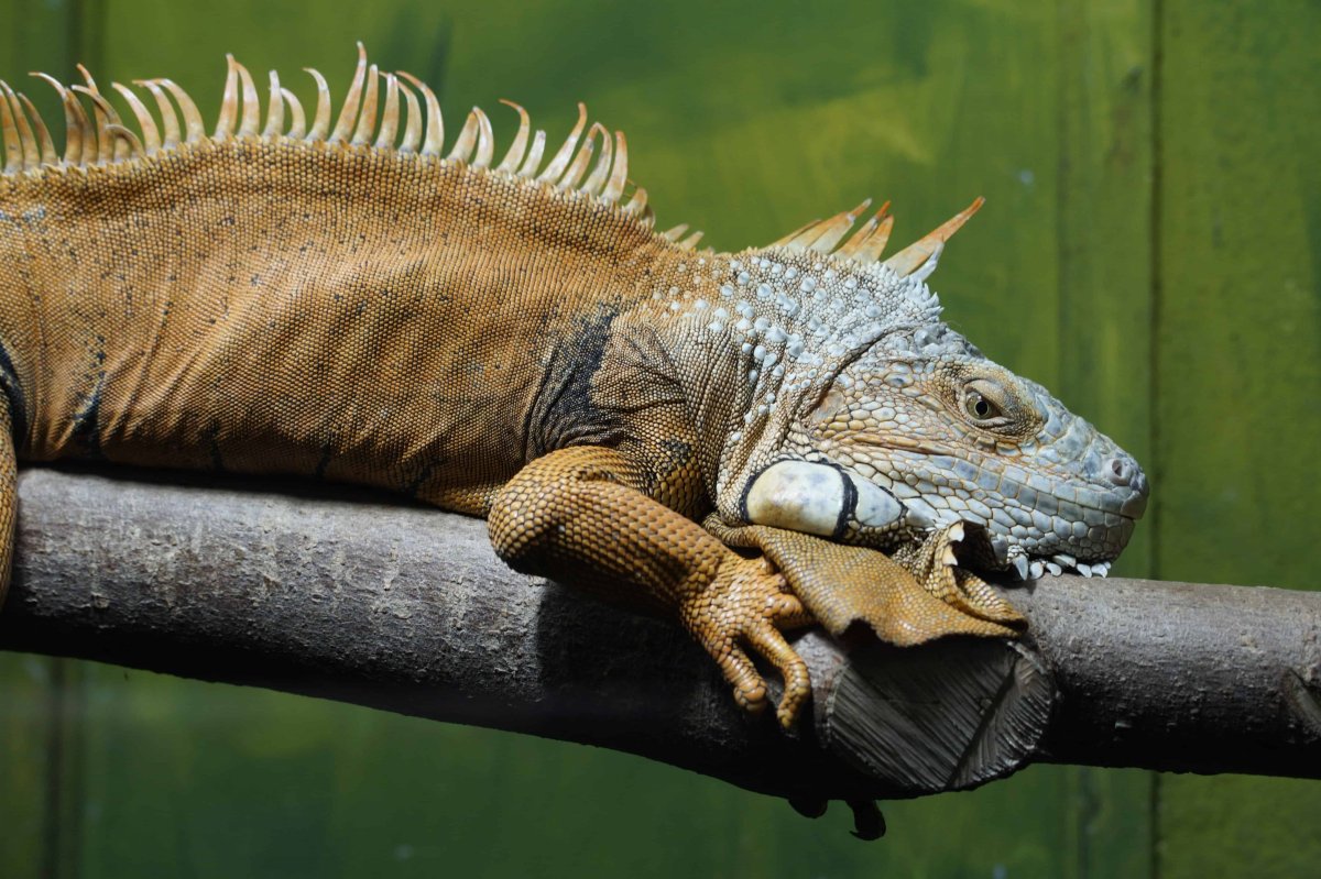 Игуана шипохвостая Мексиканская