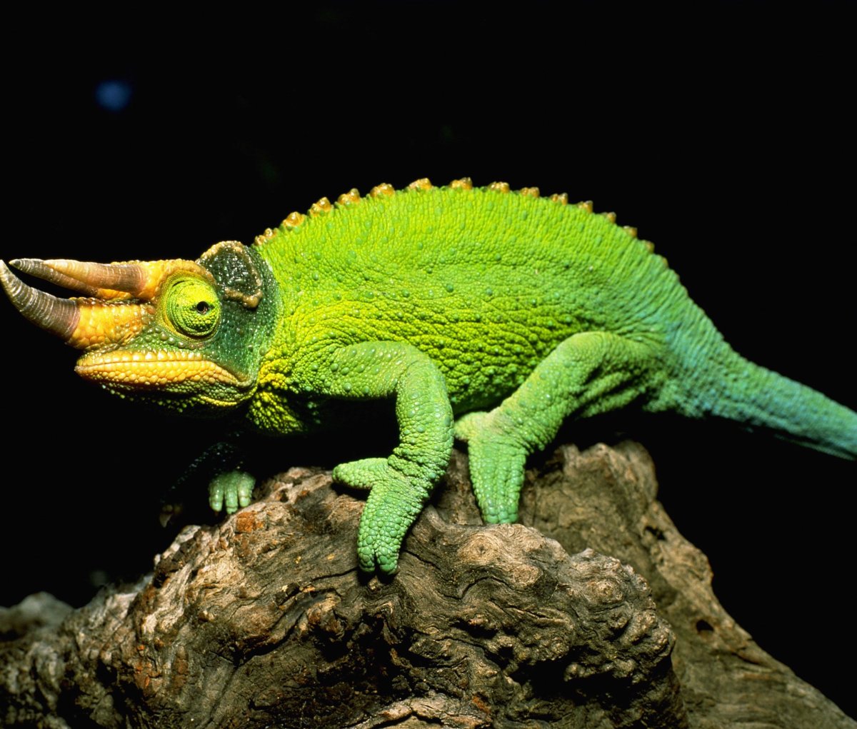 Трехрогий хамелеон Джексона