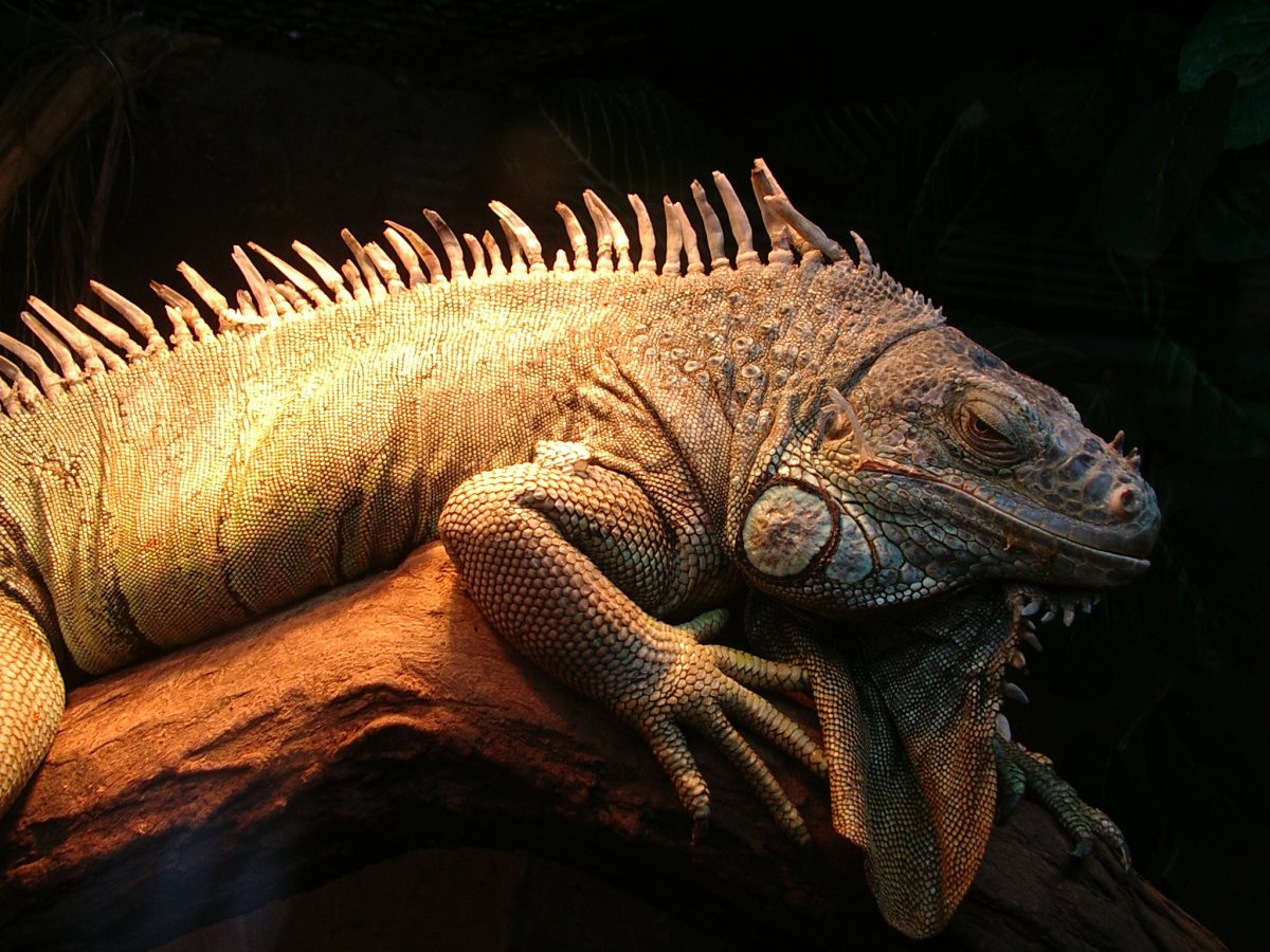 Игуана с гребнем на спине