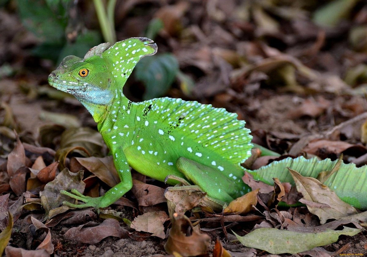 Ящерица шлемоносный Василиск