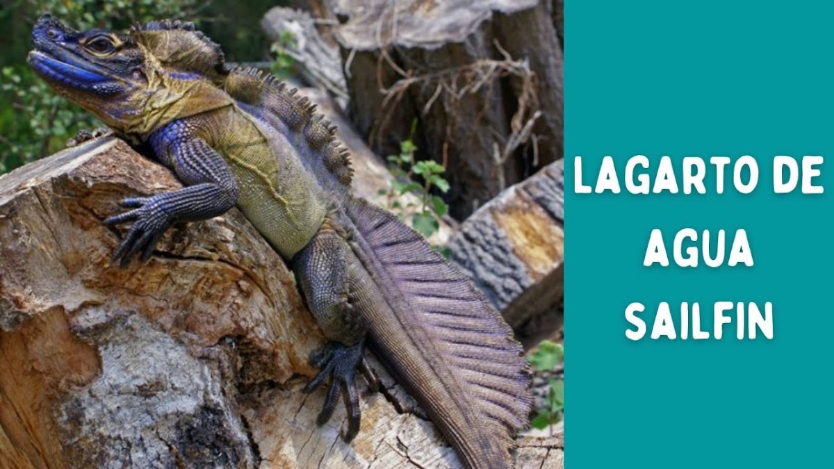 Агама Hydrosaurus