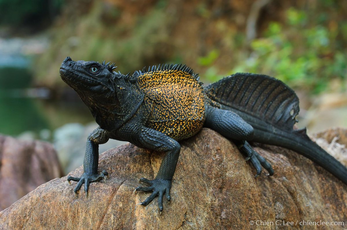 Парусная агама Hydrosaurus