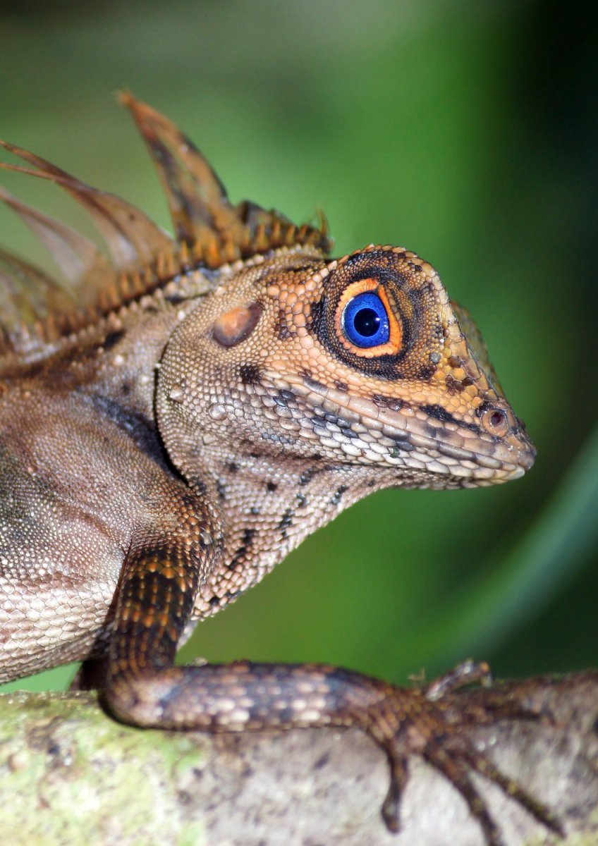 Агама ящерица