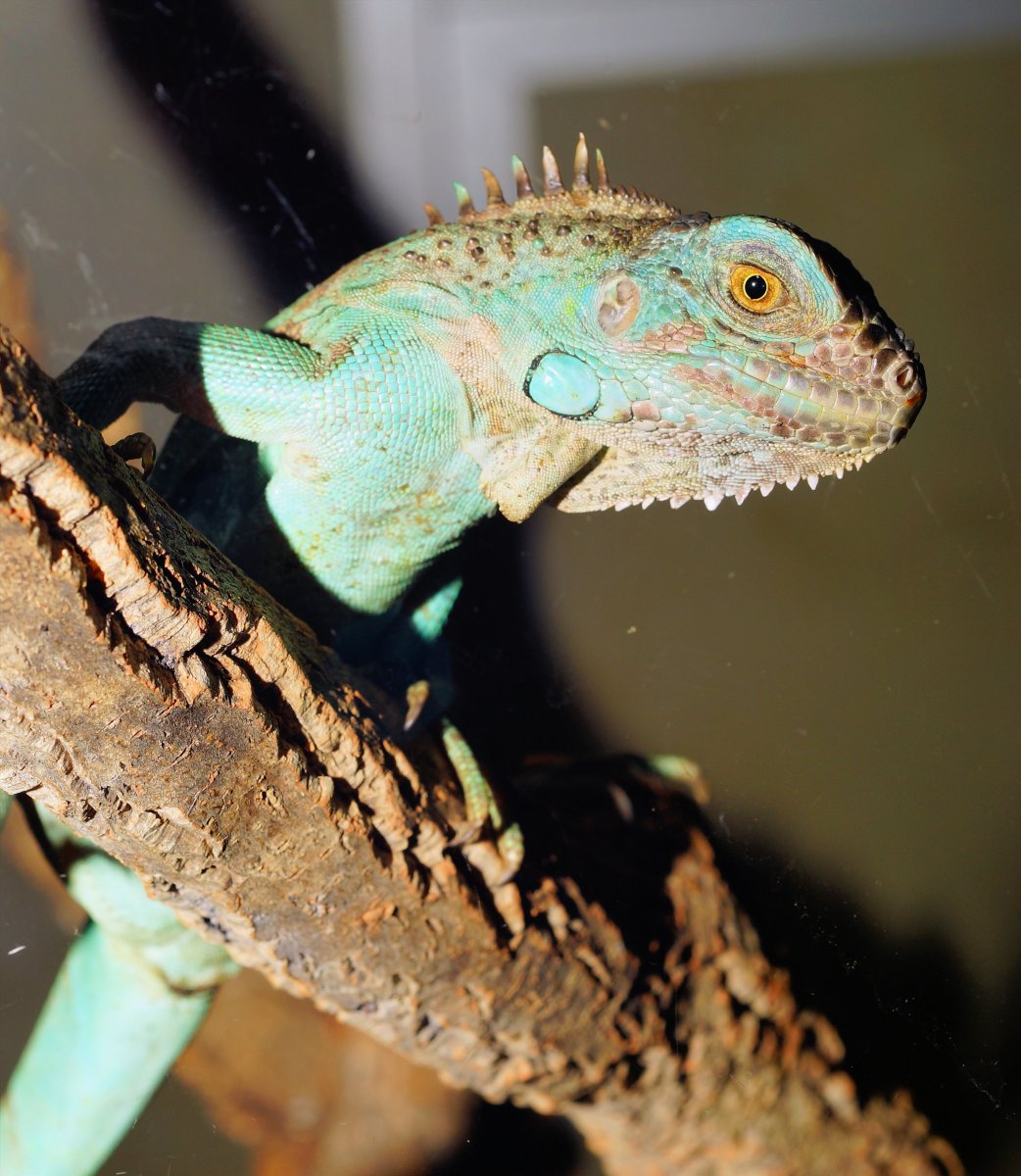 Бородатая агама хамелеон