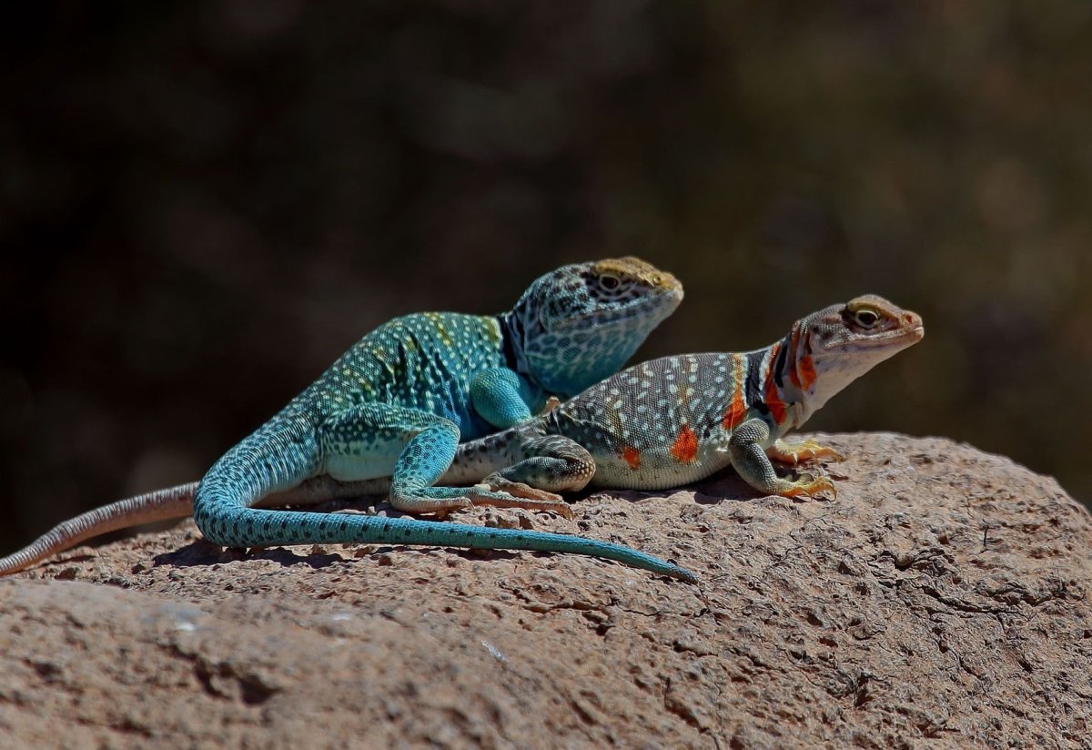 Теплокровные ящерицы