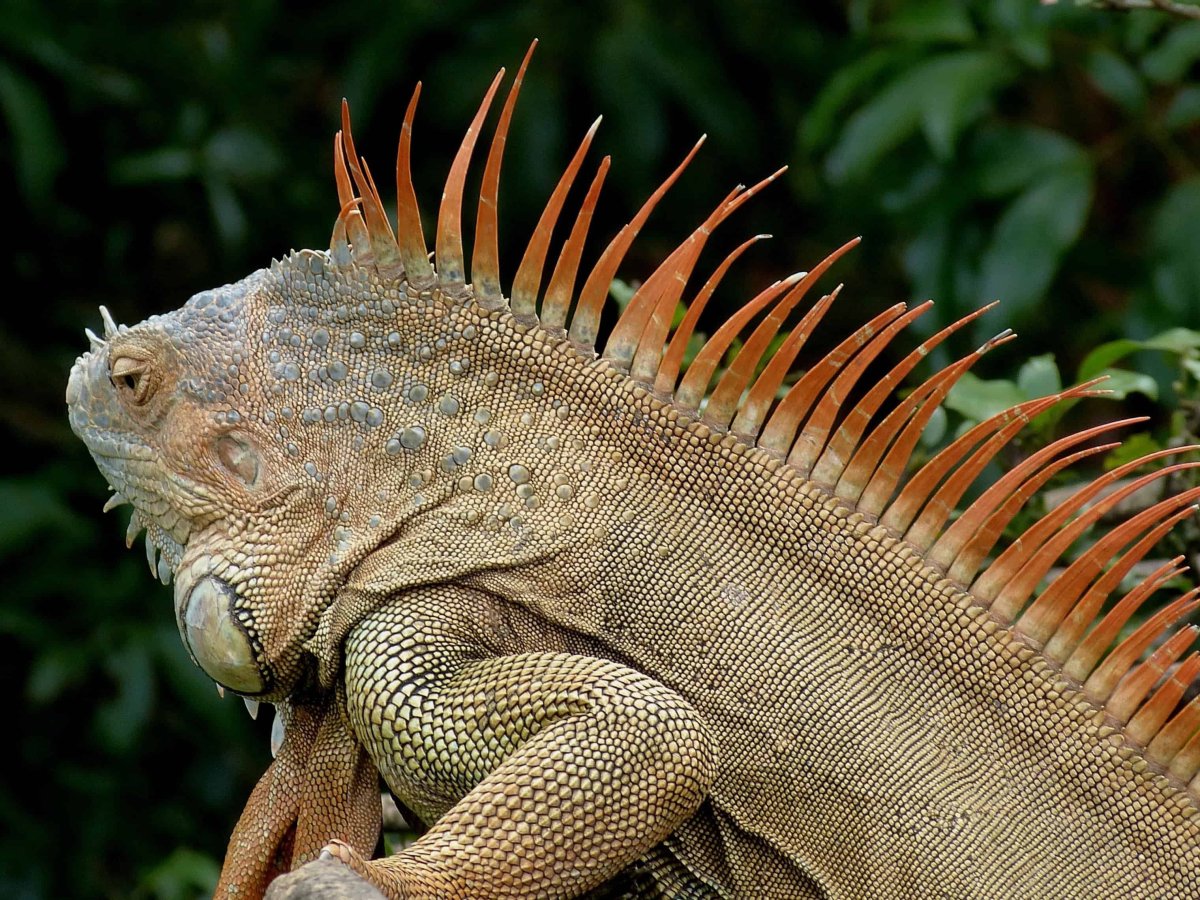 Игуана Коста Рика