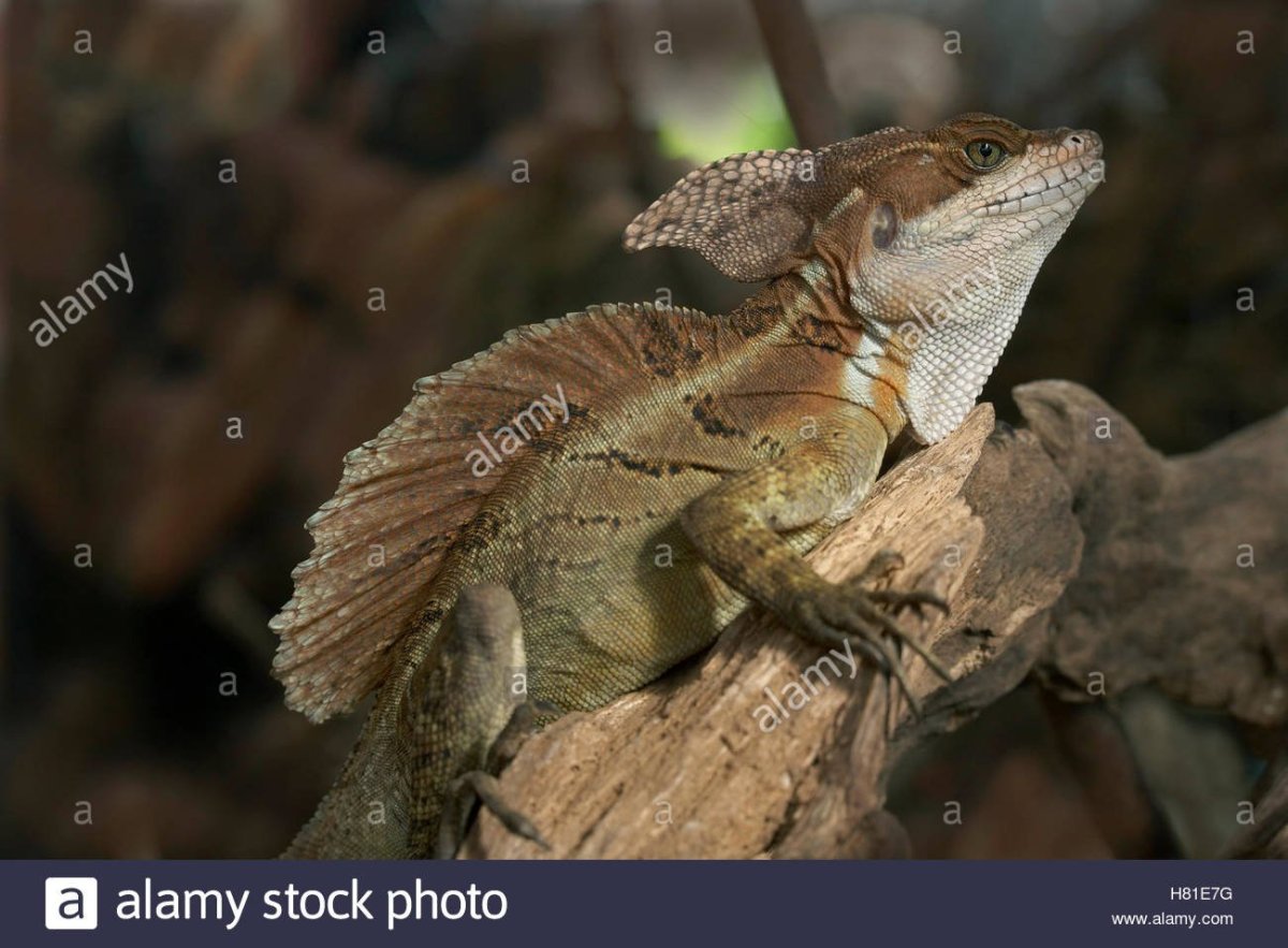 Полосатый Василиск