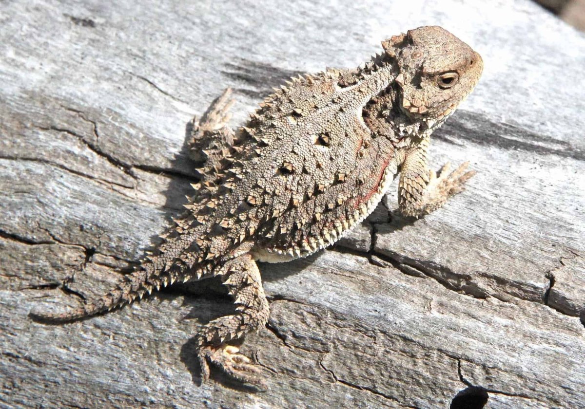 Жабовидная агама