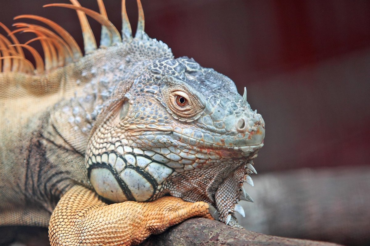 Рогатая игуана