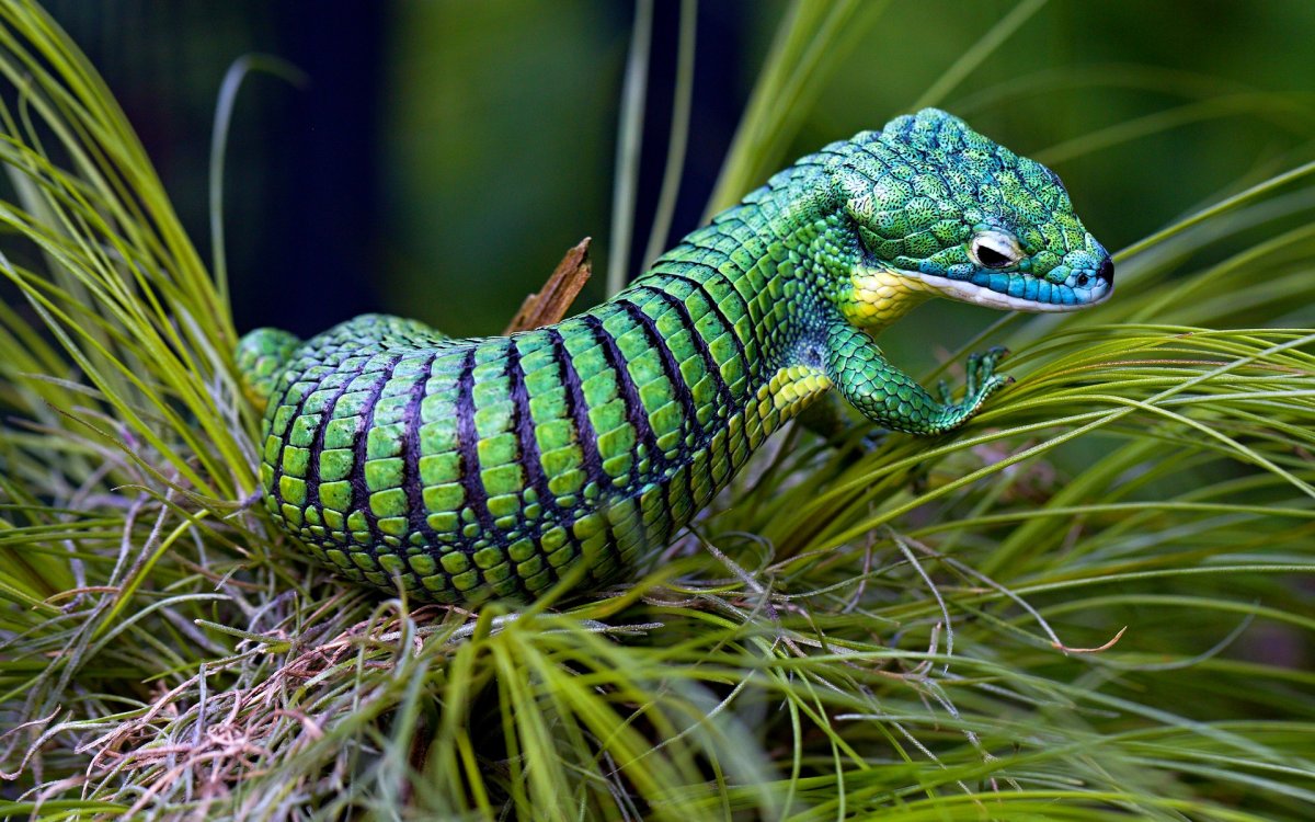 Пресмыкающиеся чешуя