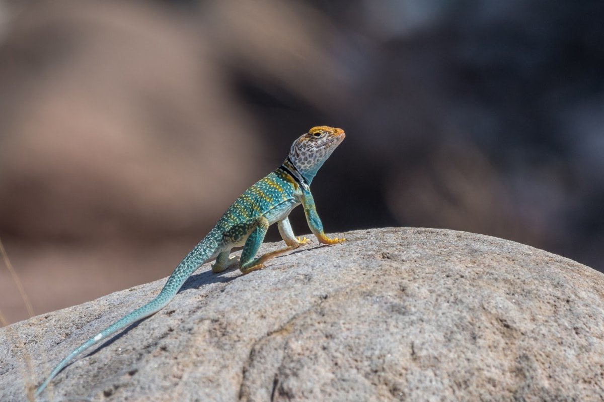 Ящерица с гребнем