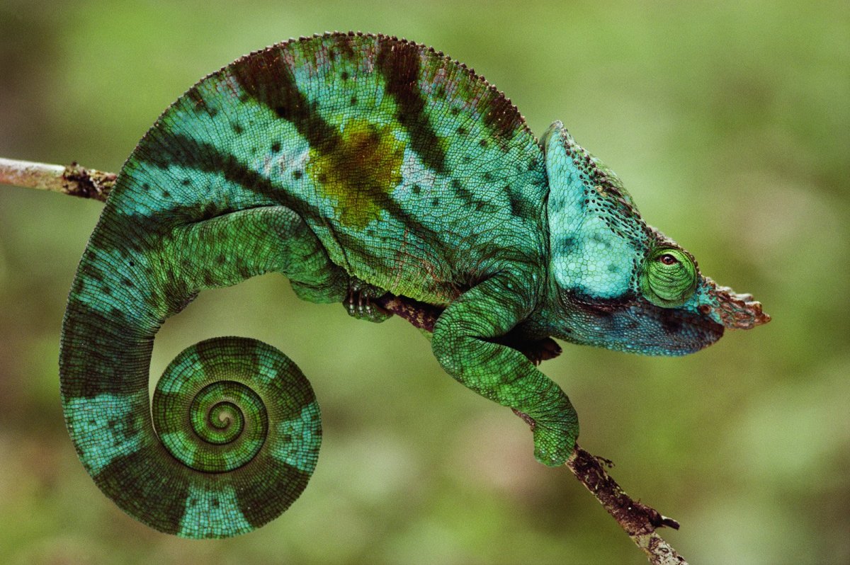 Мадагаскарский короткорогий хамелеон