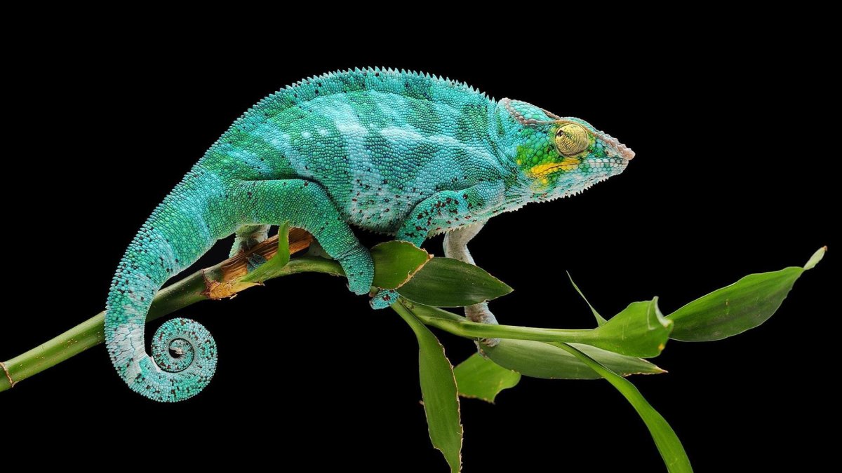 Хамелеон Хогнела