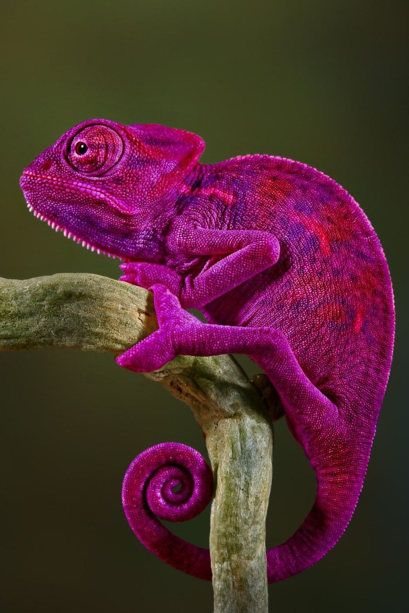 Пантеровый хамелеон самка