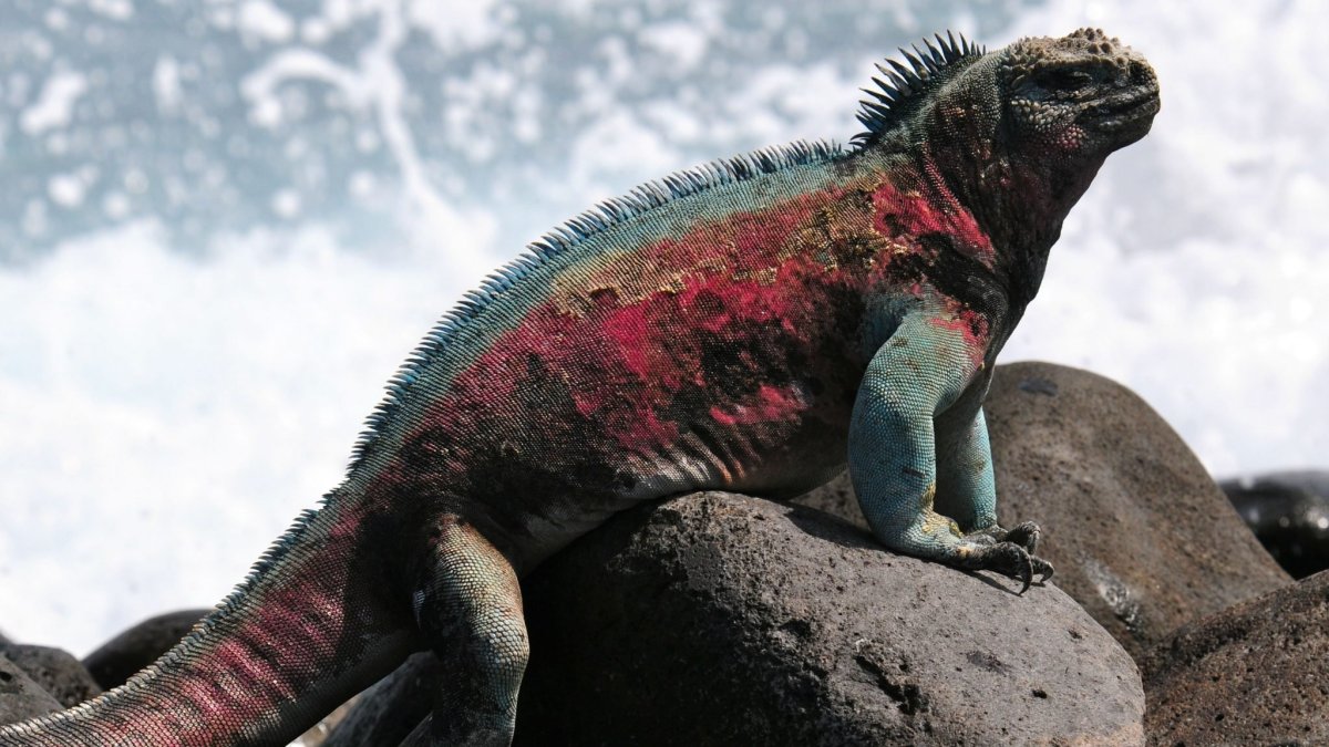 Галапагосские острова Годзилла