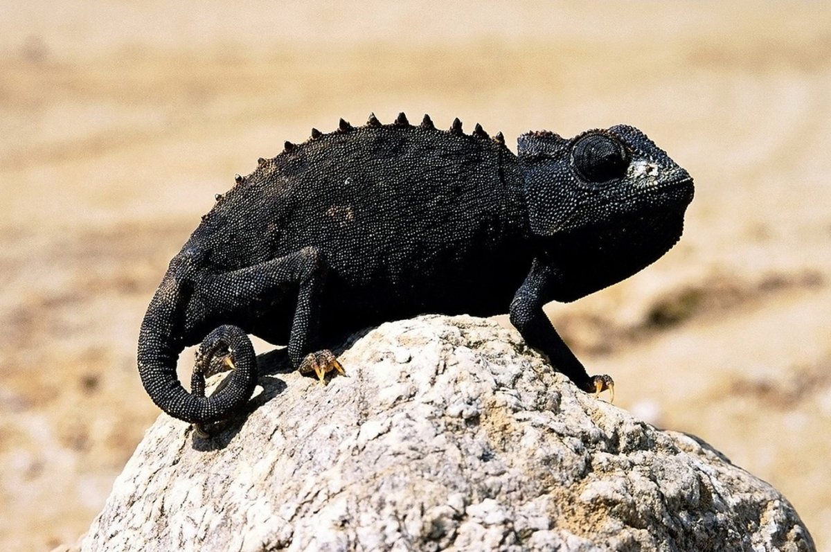 Жемчужная ящерица меланист