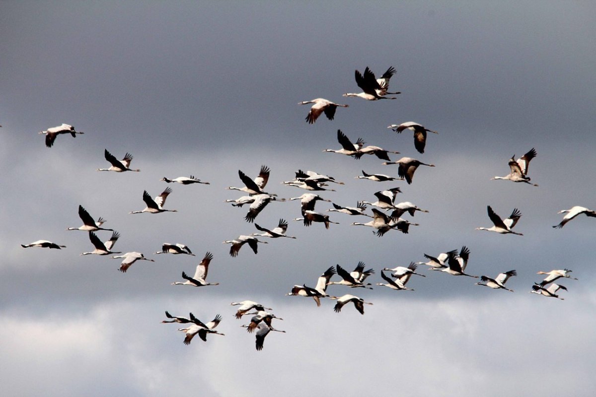 Птицы улетают на Юг