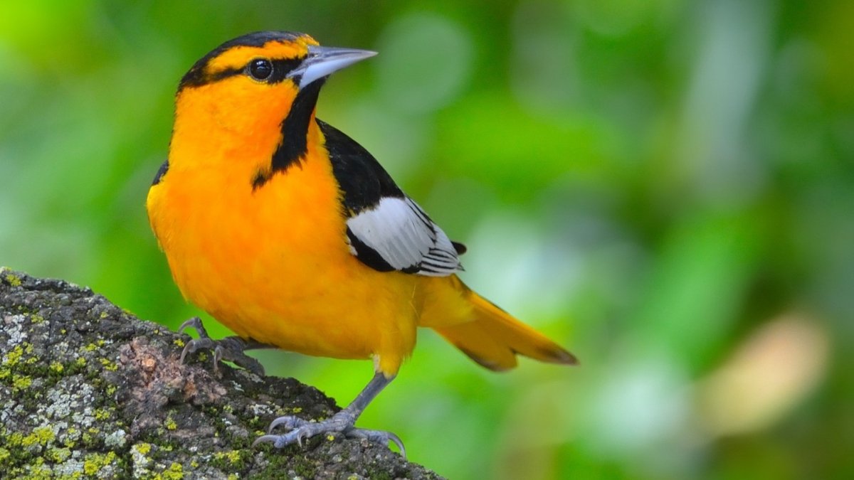 Золотоголовый фазан