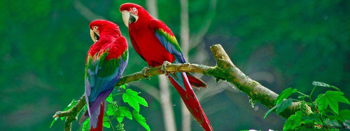 Попугай ред Паррот