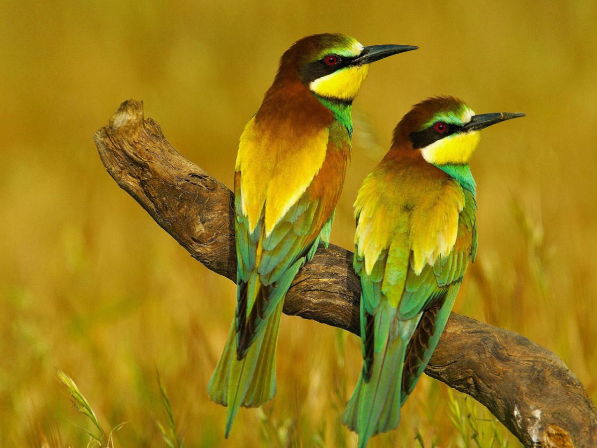 Попугай ара