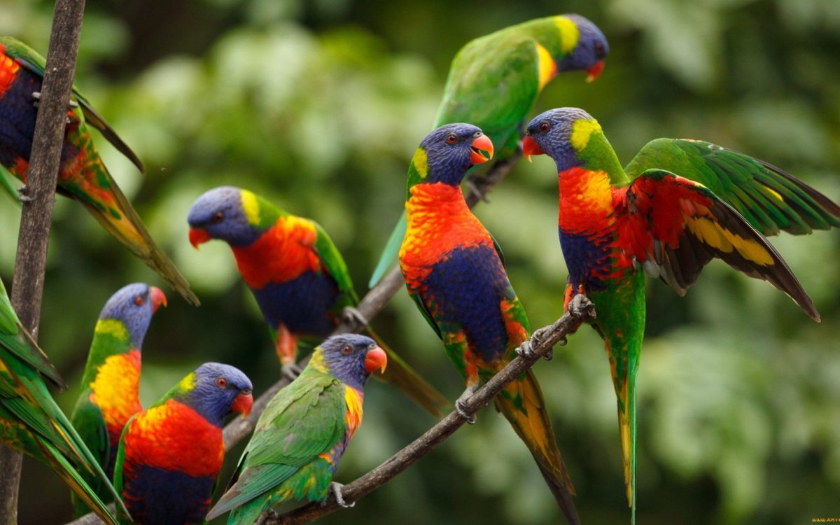 Лорикет Королевский попугай