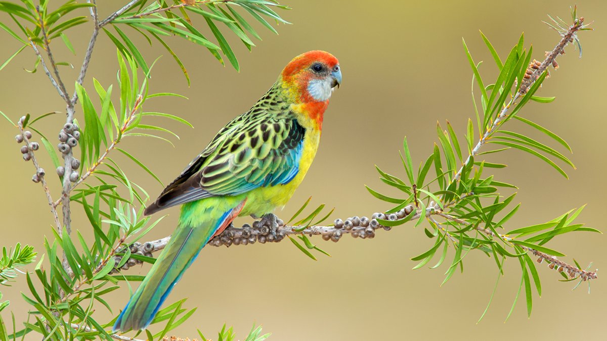 Пение розеллы