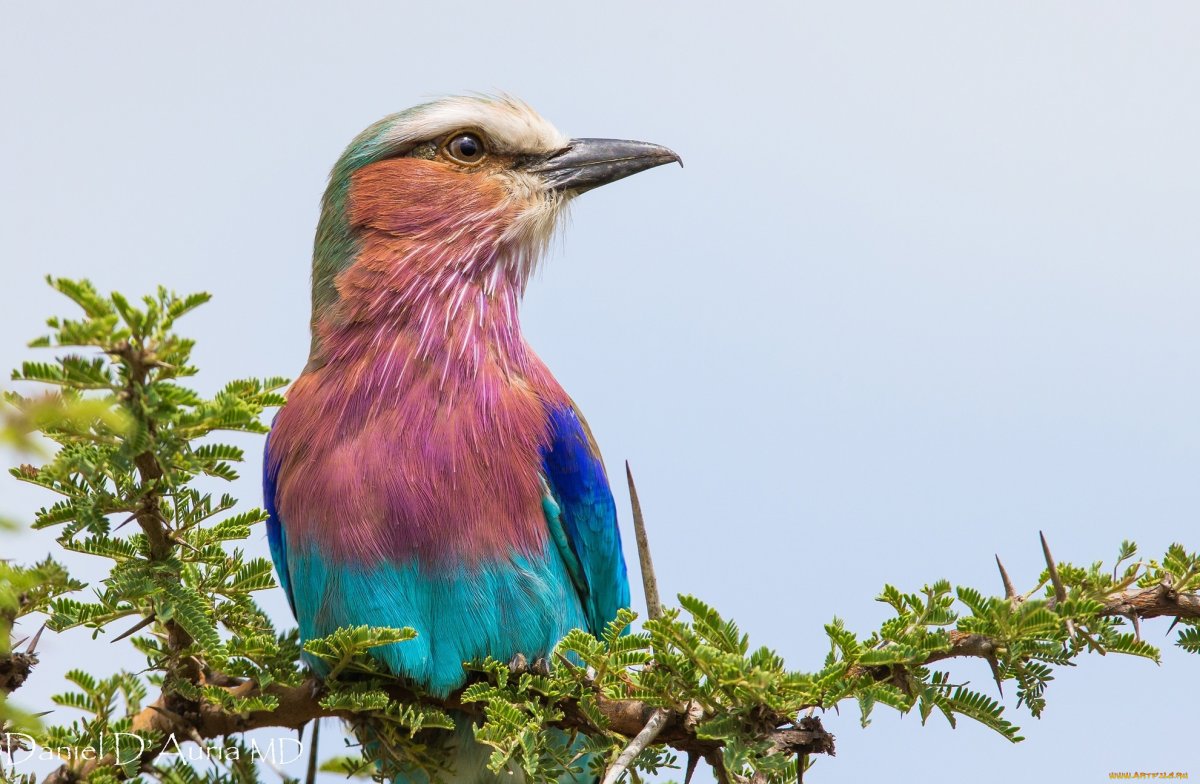 Лилак птица