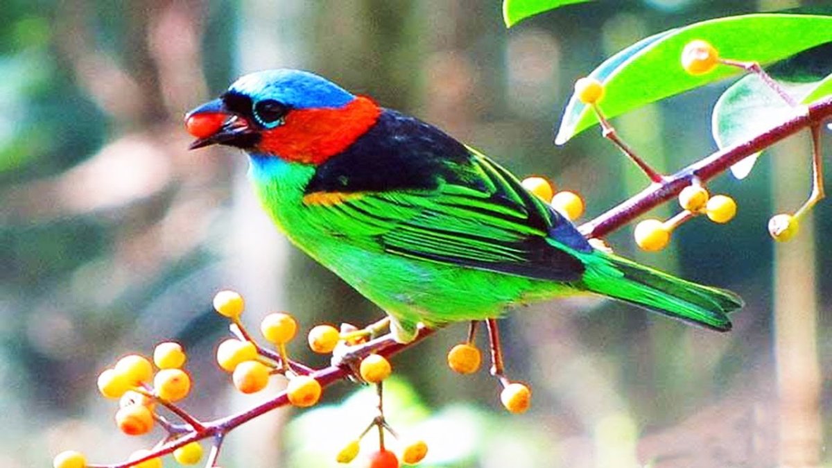 Яркие птицы