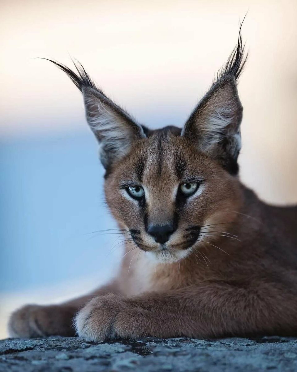 Каракал и каракет