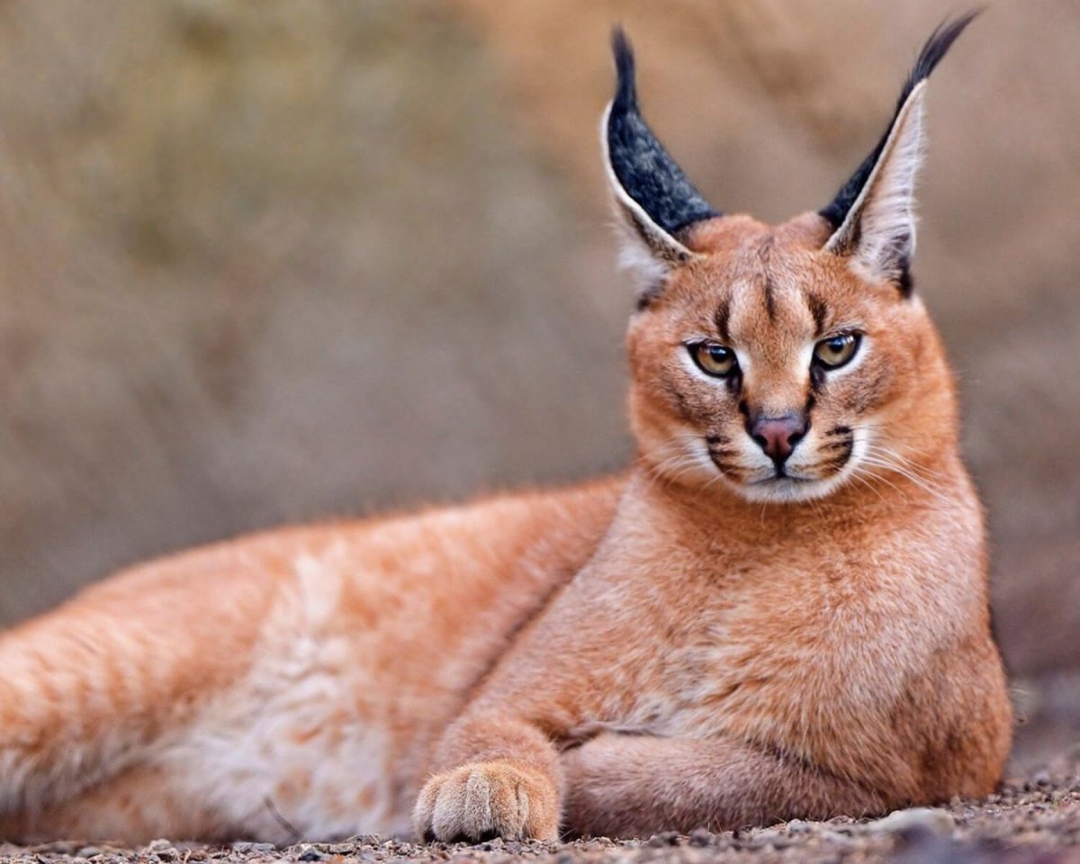 Каракал и каракет