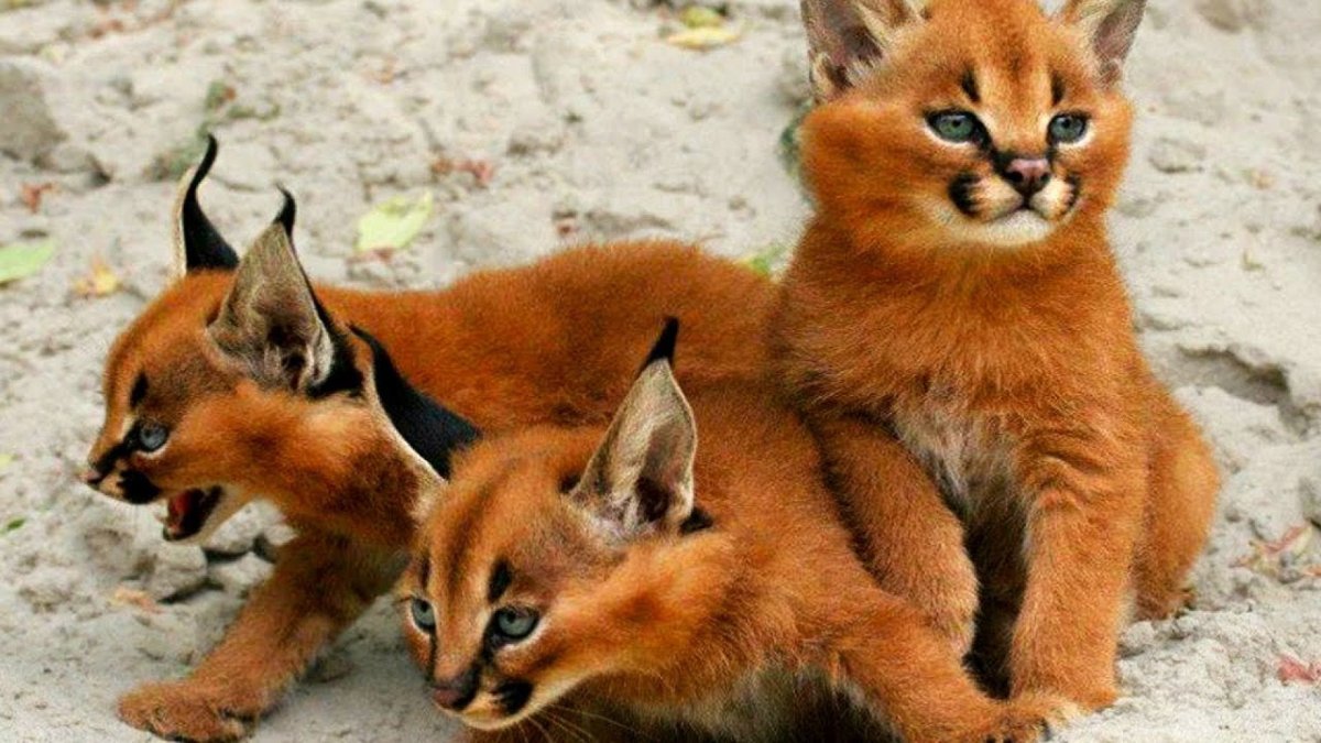 Каракал кошка