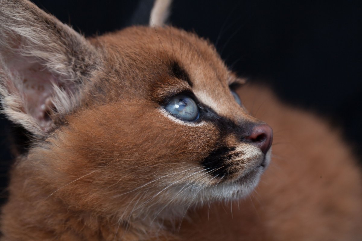 Котята породы каракал