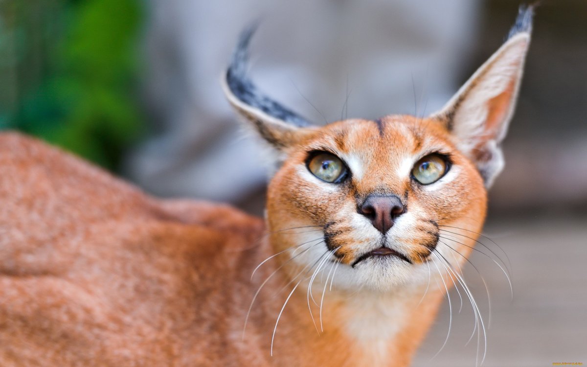 Кошки породы каракал