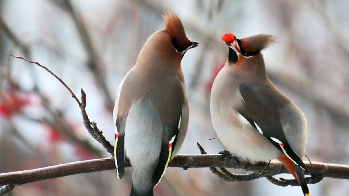 Хохлатая свиристель