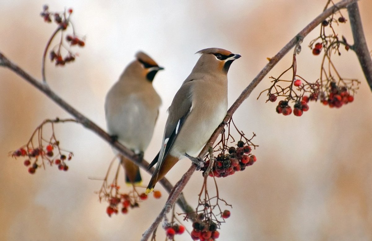 Птицы щеглы,свиристели,Дрозды