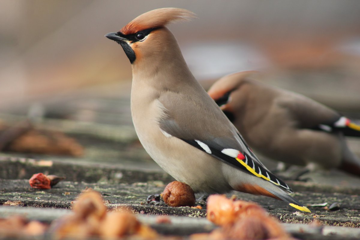 Сойка и свиристель