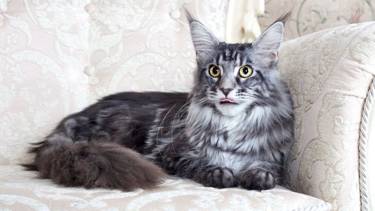 Коты Мейн кун