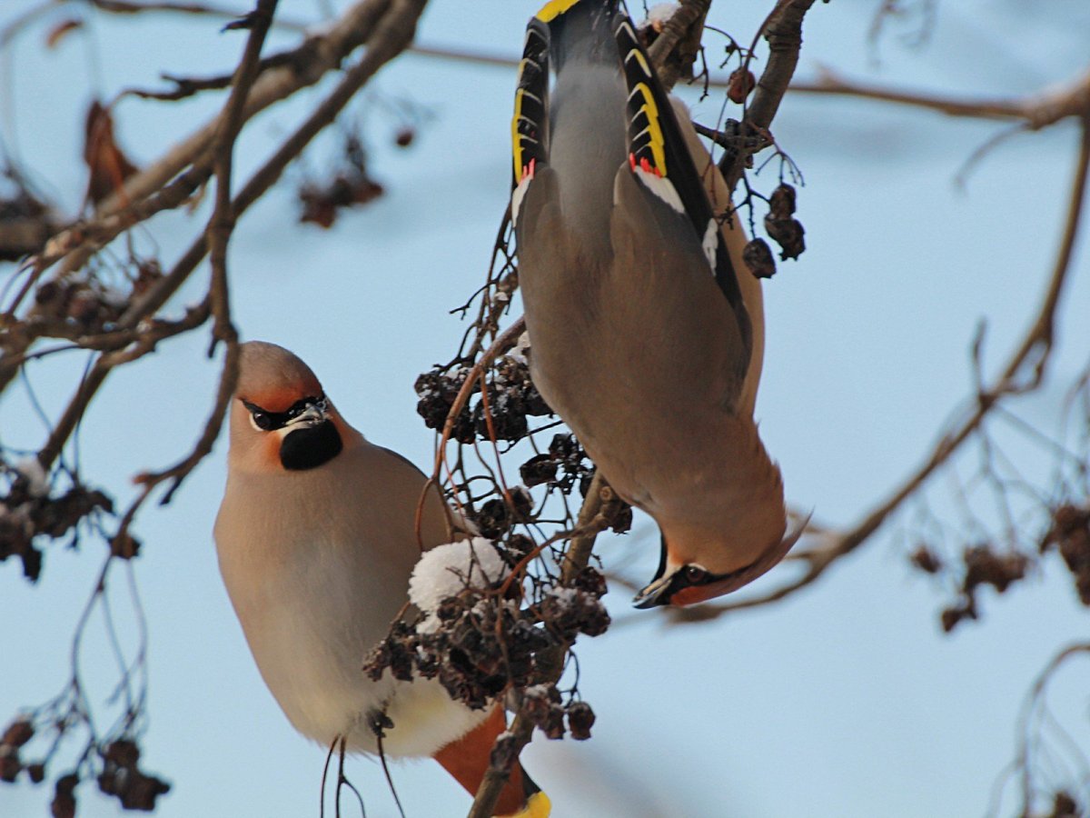 Зимующие птицы средней полосы России и названия