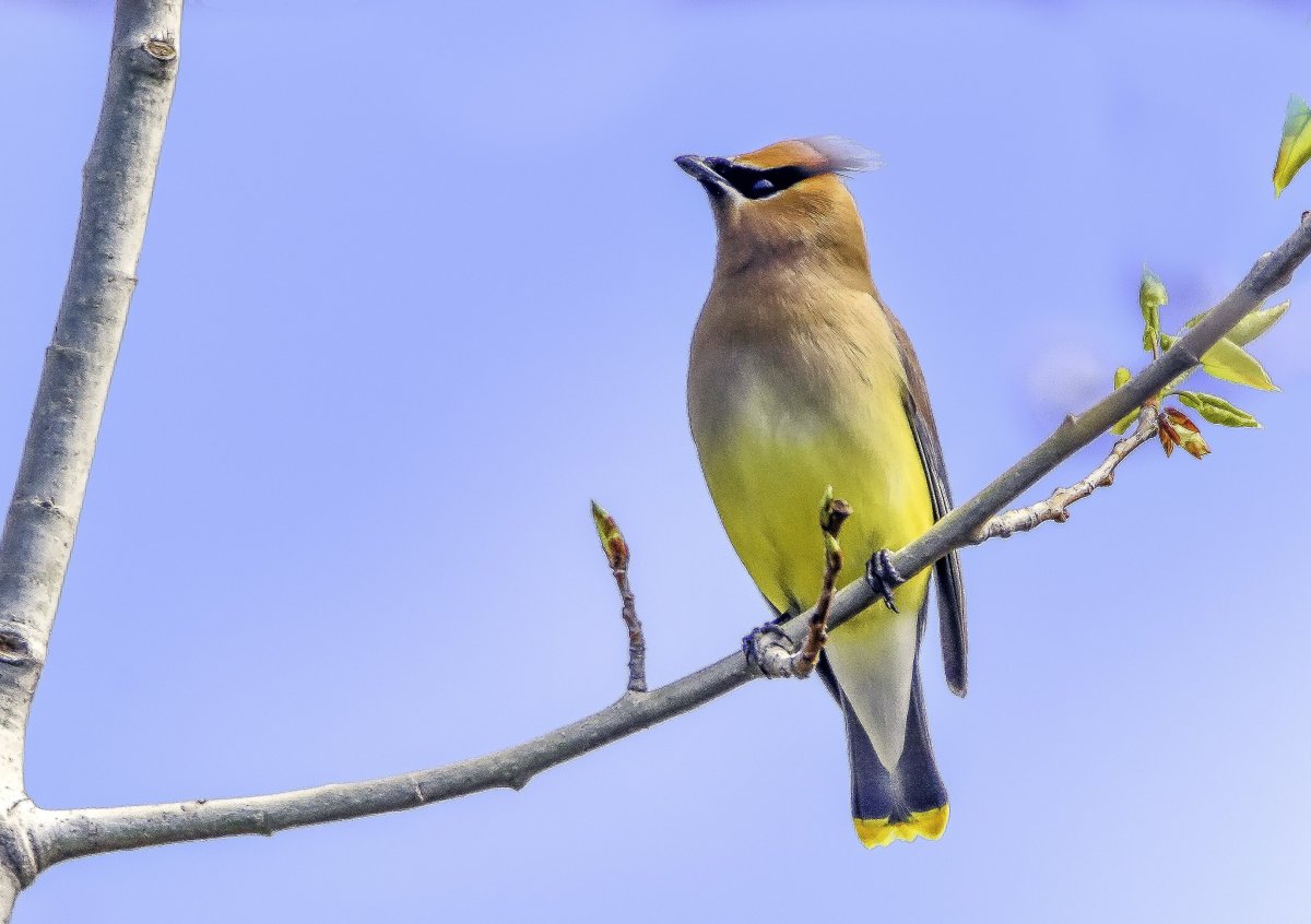Cedar Waxwing птица