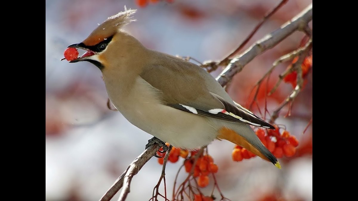 Хохлатая свиристель